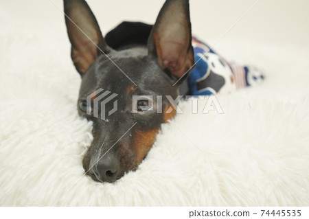 迷你杜賓犬新年節日快樂和服照片304 迷你杜賓犬新年節日快樂和服照片304 74445535