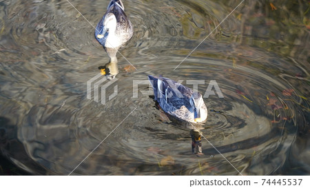 野鳥,鴨子在本牧市立公園的池塘里游泳 野鳥,鴨子在本牧市立公園的池塘里游泳 74445537