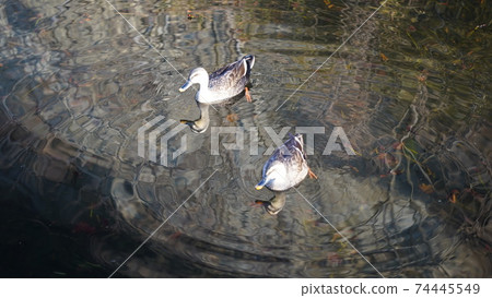 野鳥,鴨子在本牧市立公園的池塘里游泳 野鳥,鴨子在本牧市立公園的池塘里游泳 74445549