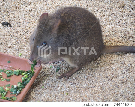 Animals that eat deliciously Animals that eat deliciously 74445629