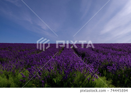 Hinode Park Lavender Garden Kamifurano Town 74445894