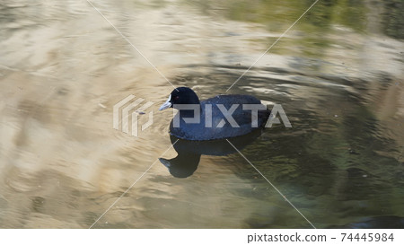 野生鳥，白骨在本牧市立公園的池塘里游泳 74445984