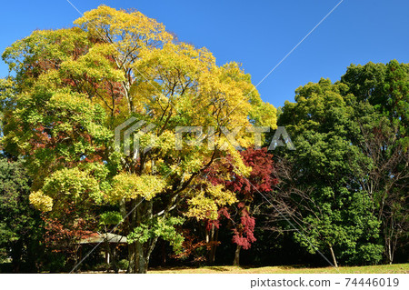 大澤寺,京都大澤池,那科索瀑布痕跡附近的一棵大樹 大澤寺,京都大澤池,那科索瀑布痕跡附近的一棵大樹 74446019