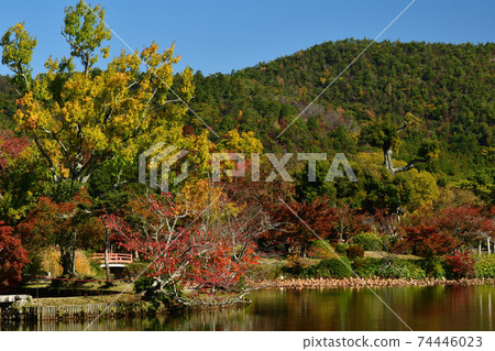 秋天的圖像:大澤池的秋葉,大角寺,京都天神島 秋天的圖像:大澤池的秋葉,大角寺,京都天神島 74446023