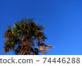 Blue sky and tropical trees 74446288