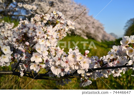 一串櫻花樹和花在佐敦市貢end都堤岸上 一串櫻花樹和花在佐敦市貢end都堤岸上 74446647