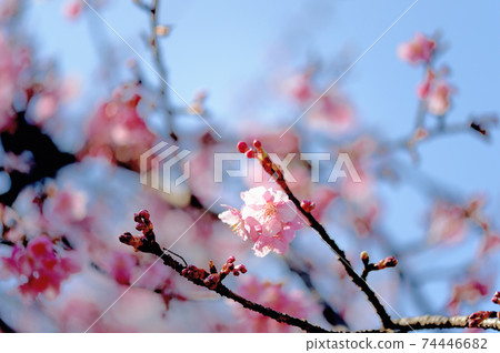 Yoyogi Park Early Blooming Kawazu Sakura Spring 74446682