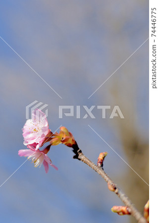 Yoyogi Park Early Blooming Kawazu Sakura Spring 74446775