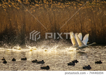A pair of tundra swans 74446894