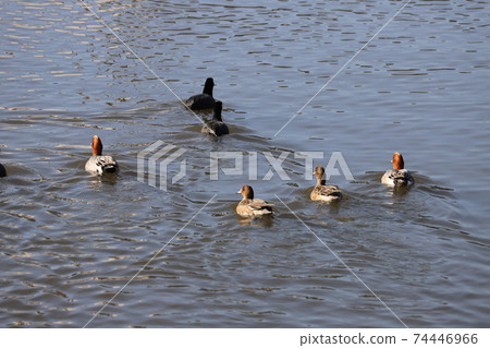 A flock of wigeons and coots swimming in the winter river A flock of wigeons and coots swimming in the winter river 74446966