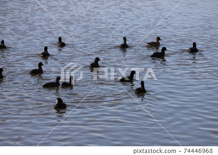 A flock of wigeons and coots swimming in the winter river A flock of wigeons and coots swimming in the winter river 74446968