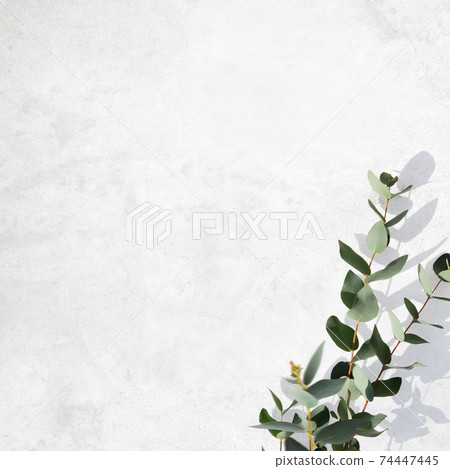 由白牆和桉樹葉組成的令人耳目一新的圖像背景-存在多種變化 74447445