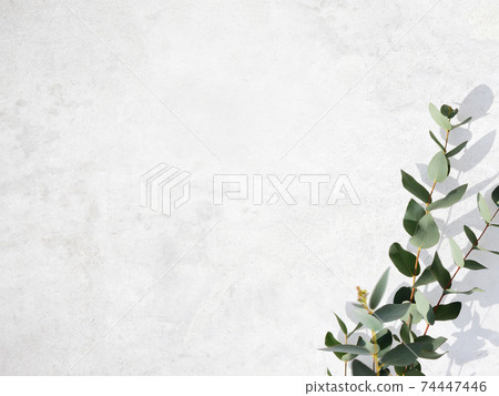 由白牆和桉樹葉組成的令人耳目一新的圖像背景-存在多種變化 74447446