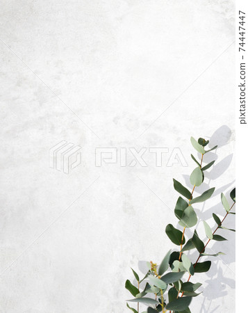 Refreshing image background composed of white walls and eucalyptus leaves-there are multiple variations 74447447