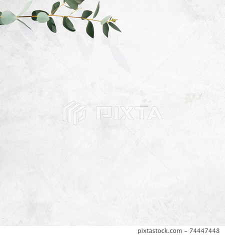 由白牆和桉樹葉組成的令人耳目一新的圖像背景-存在多種變化 74447448