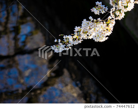 It becomes warm and the cherry blossoms bloom, and the symbolic petals of spring It becomes warm and the cherry blossoms bloom, and the symbolic petals of spring 74447612