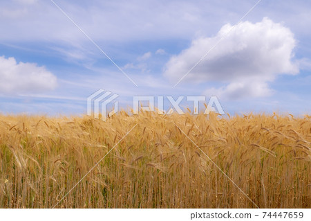 Wheat field and summer sky 74447659