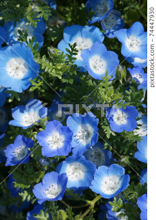 Nemophila Nemophila 74447930
