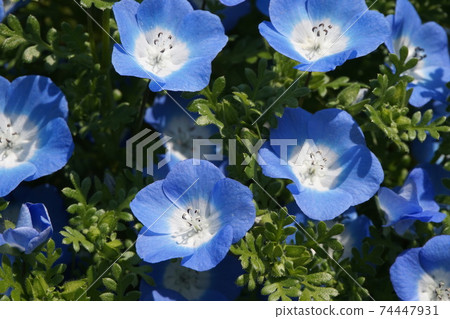 Nemophila Nemophila 74447931