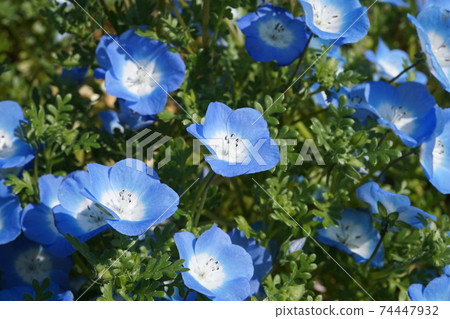 Nemophila Nemophila 74447932