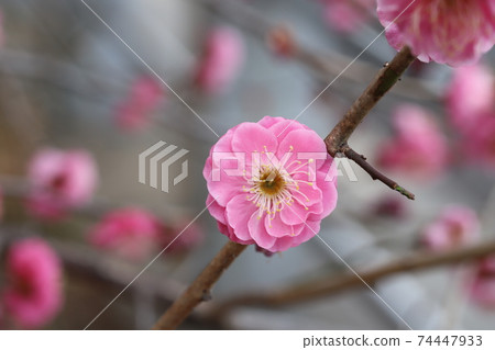 Pink flowers of red plums blooming in the Japanese garden in winter Pink flowers of red plums blooming in the Japanese garden in winter 74447933
