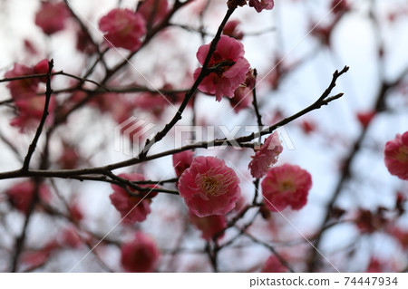 Pink flowers of red plums blooming in the Japanese garden in winter Pink flowers of red plums blooming in the Japanese garden in winter 74447934