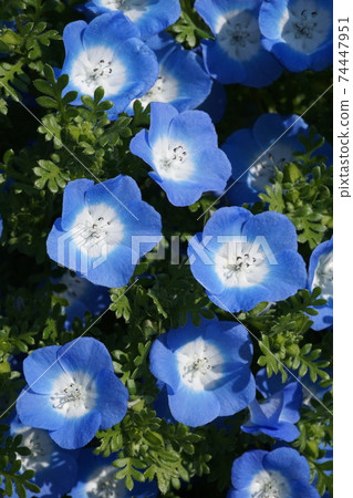 Nemophila 74447951