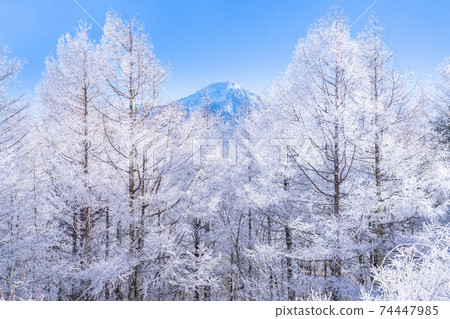 《Nagano Prefecture》 Winter Tateshina Plateau, Tateshina Mountain and hoarfrost 74447985