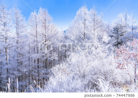 《Nagano Prefecture》 Winter Tateshina Plateau, Tateshina Mountain and hoarfrost 74447986