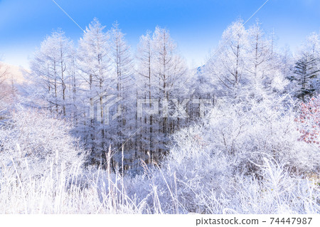 《Nagano Prefecture》 Winter Tateshina Plateau, Tateshina Mountain and hoarfrost 74447987