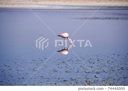 Chile Atacama salt lake flamingo pecking food Chile Atacama salt lake flamingo pecking food 74448000