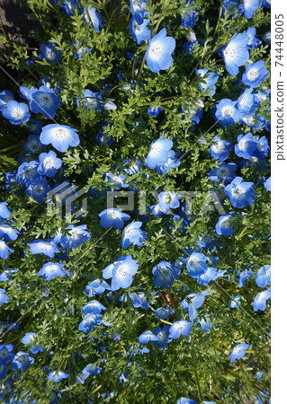 Nemophila 74448005