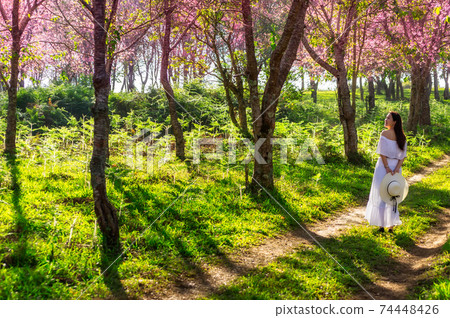 Beautiful woman in Cherry Blossom. 74448426