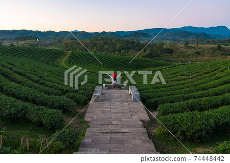 tea plantation tea plantation 74448442