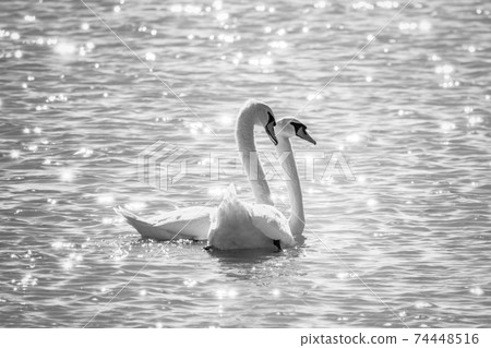 Two Graceful white Swans swimming in the lake, swans in the wild Two Graceful white Swans swimming in the lake, swans in the wild 74448516