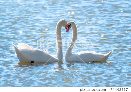 The couple of swans with their necks form a heart. Mating games of a pair of white swans. Swans swimming on the water in nature. Valentine's Day background The couple of swans with their necks form a heart. Mating games of a pair of white swans. Swans swimming on the water in nature. Valentine's Day background 74448517