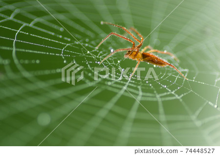 Wild red spider 74448527