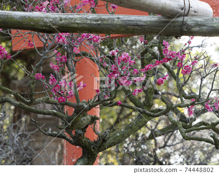 Beautiful red plum blossom Beautiful red plum blossom 74448802