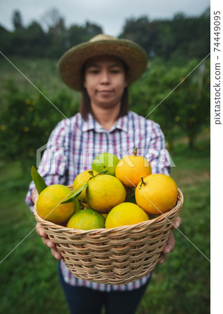 Asian woman gardener holding a basket of oranges showing and giving oranges in the oranges field garden in the morning time. 74449095