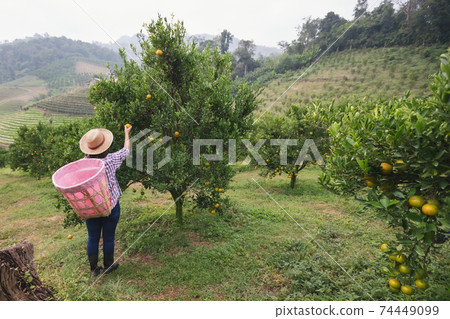 Asian woman gardener with the basket on back picking an orange for sale in the oranges field garden in the morning time. 74449099