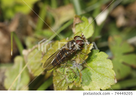 Marmalade hoverfly Marmalade hoverfly 74449205