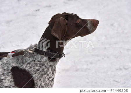 Portrait of hunting dog Setter Pointer Kurzhaar amid snow 74449208