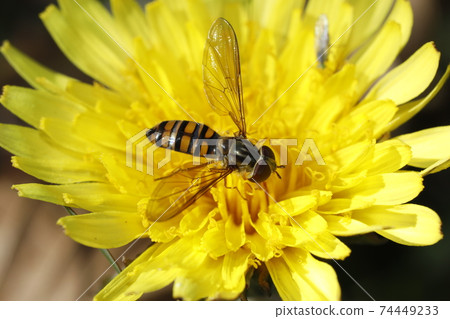 Marmalade hoverfly and common dandelion 74449233