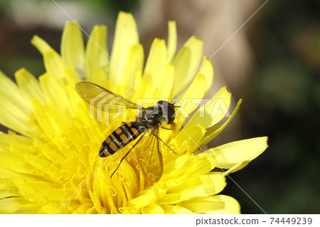 Marmalade hoverfly and common dandelion Marmalade hoverfly and common dandelion 74449239