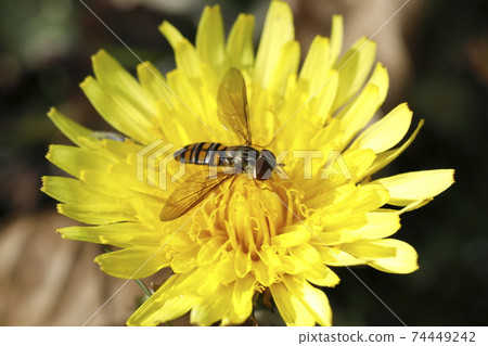 Marmalade hoverfly and common dandelion 74449242