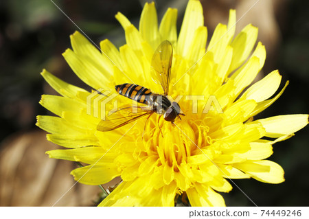 Marmalade hoverfly and common dandelion Marmalade hoverfly and common dandelion 74449246
