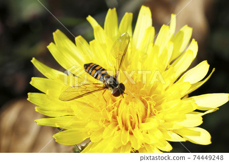 Marmalade hoverfly and common dandelion Marmalade hoverfly and common dandelion 74449248