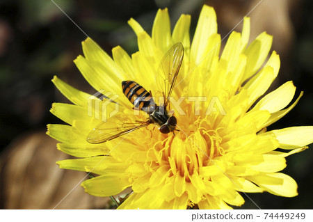 Marmalade hoverfly and common dandelion Marmalade hoverfly and common dandelion 74449249