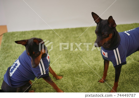 迷你杜賓兄弟姐妹足球製服照片2 迷你杜賓兄弟姐妹足球製服照片2 74449787