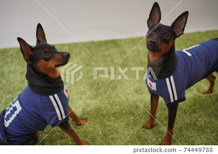 迷你杜賓兄弟姐妹足球服照片3 74449788